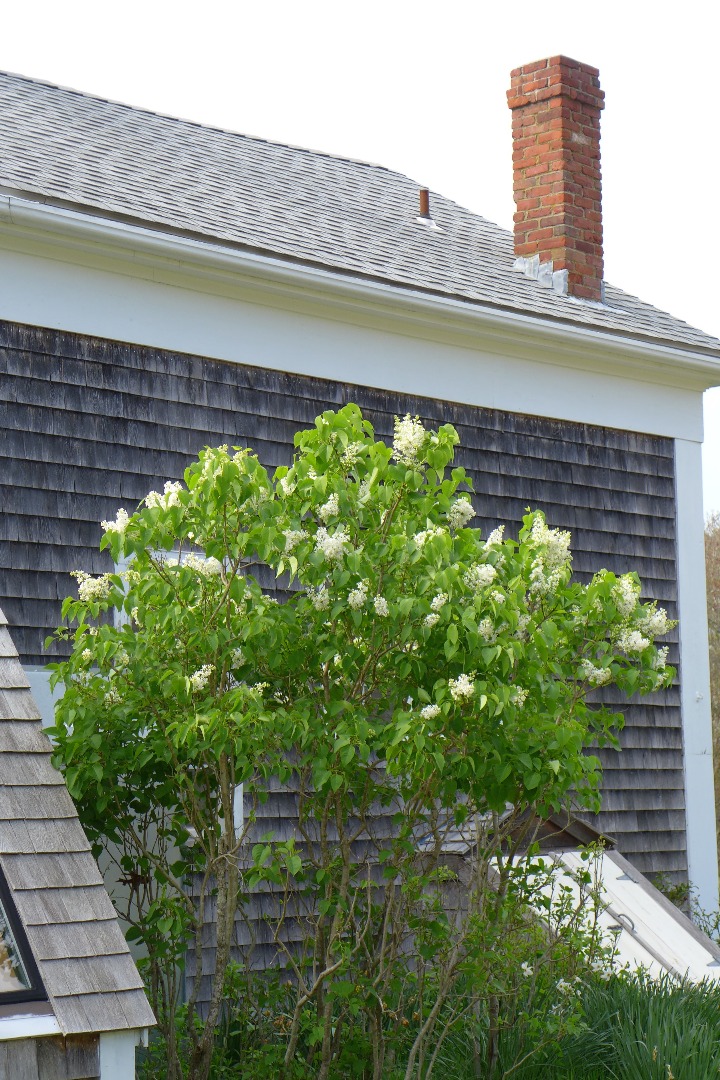 55 Fish Hook Road West Tisbury, MA 02568 - Photo 20 of 25 Gallery Image 20