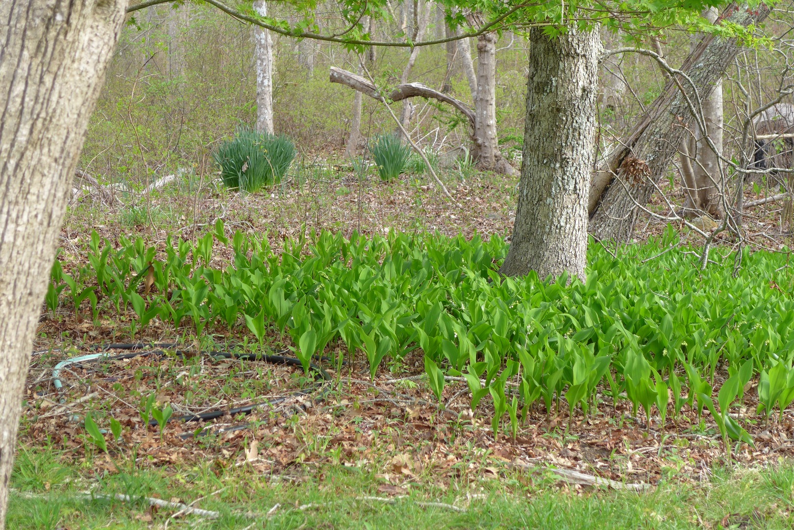 55 Fish Hook Road West Tisbury, MA 02568 - Photo 25 of 25 Gallery Image 25