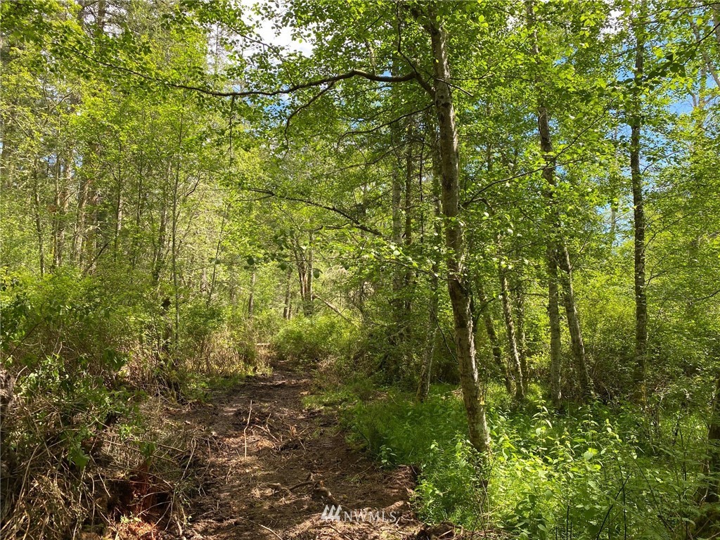 0 School Road Lopez Island, WA 98261 - Photo 2 of 11 a view of a lush green forest