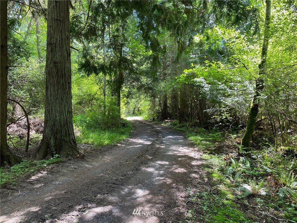 0 School Road Lopez Island, WA 98261 - Photo 11 of 11 a view of a forest with trees