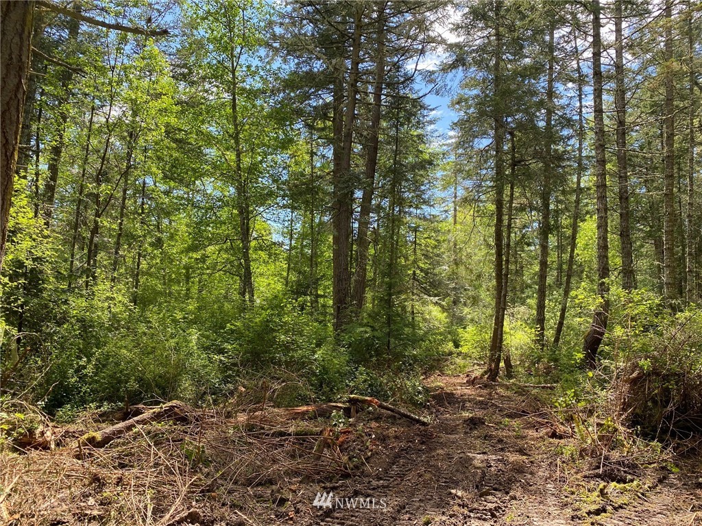 0 School Road Lopez Island, WA 98261 - Photo 9 of 11 a view of a forest with trees