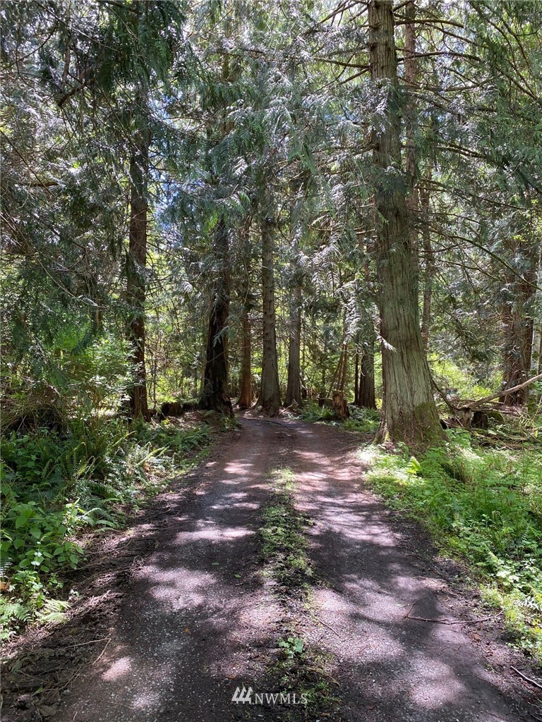 0 School Road Lopez Island, WA 98261 - Photo 10 of 11 a view of a forest with trees