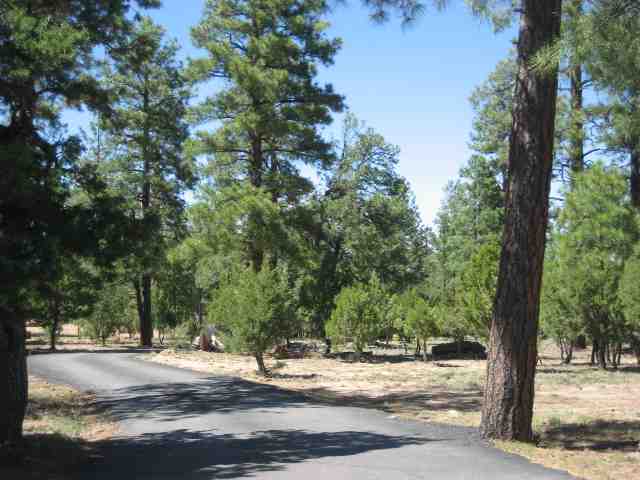 2039 Lone Mountain Road Overgaard, AZ 85933 - Photo 2 of 5 a view of a yard with plants and trees