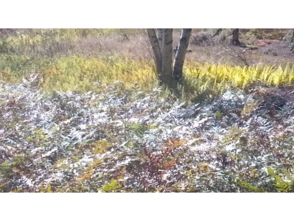 0 Sunrise Acres Road Lunenburg, VT 05906 - Photo 5 of 5