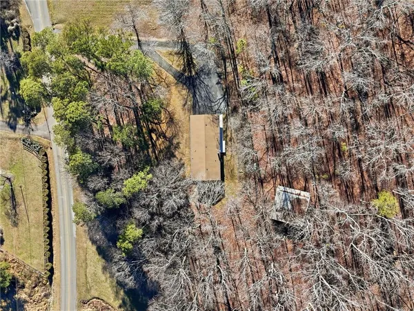 a plant that is in middle of the green field