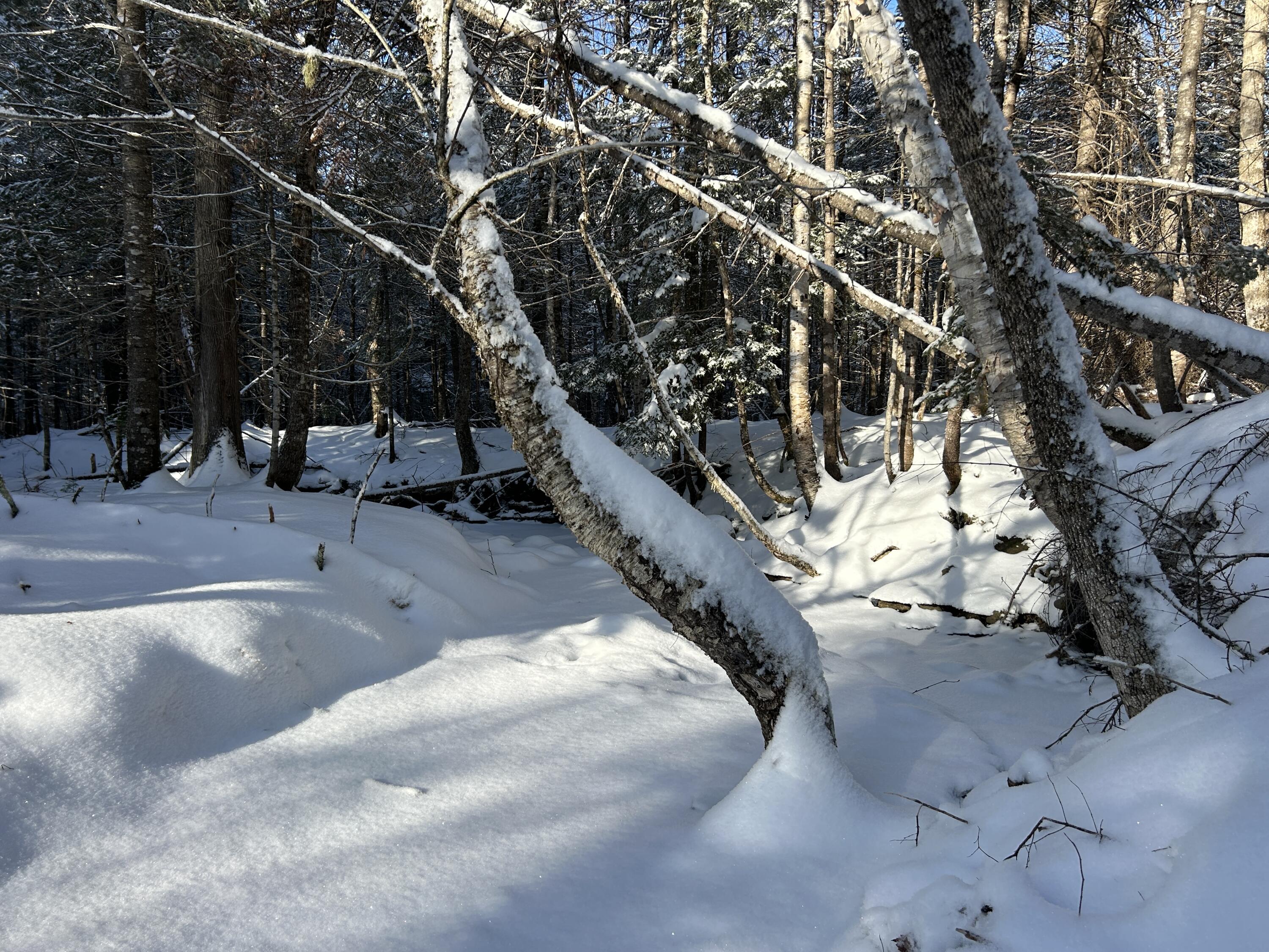 Lot A Holley Road Farmington, ME 04938 - Photo 15 of 28 IMG_6844