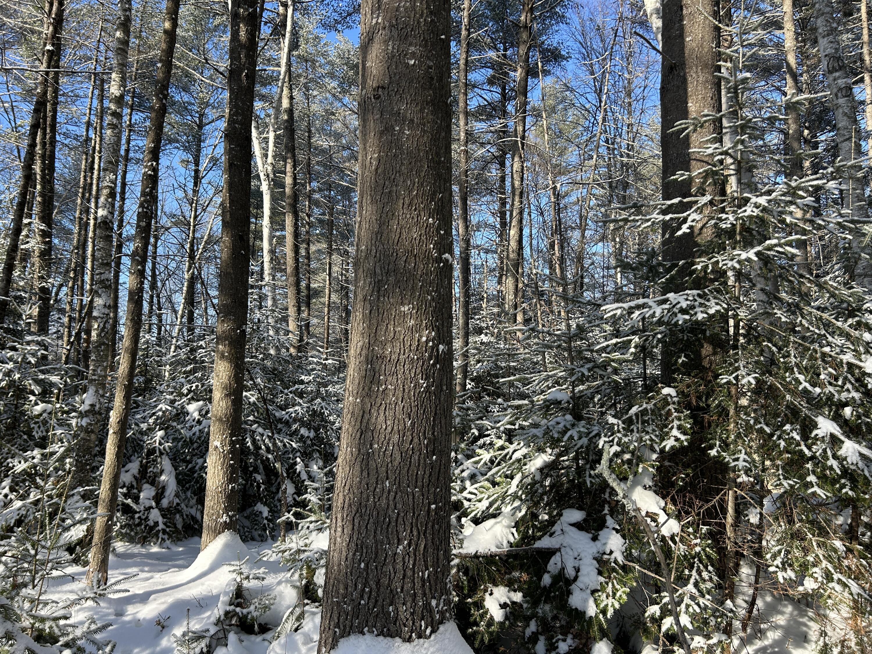 Lot A Holley Road Farmington, ME 04938 - Photo 7 of 28 IMG_6835 2