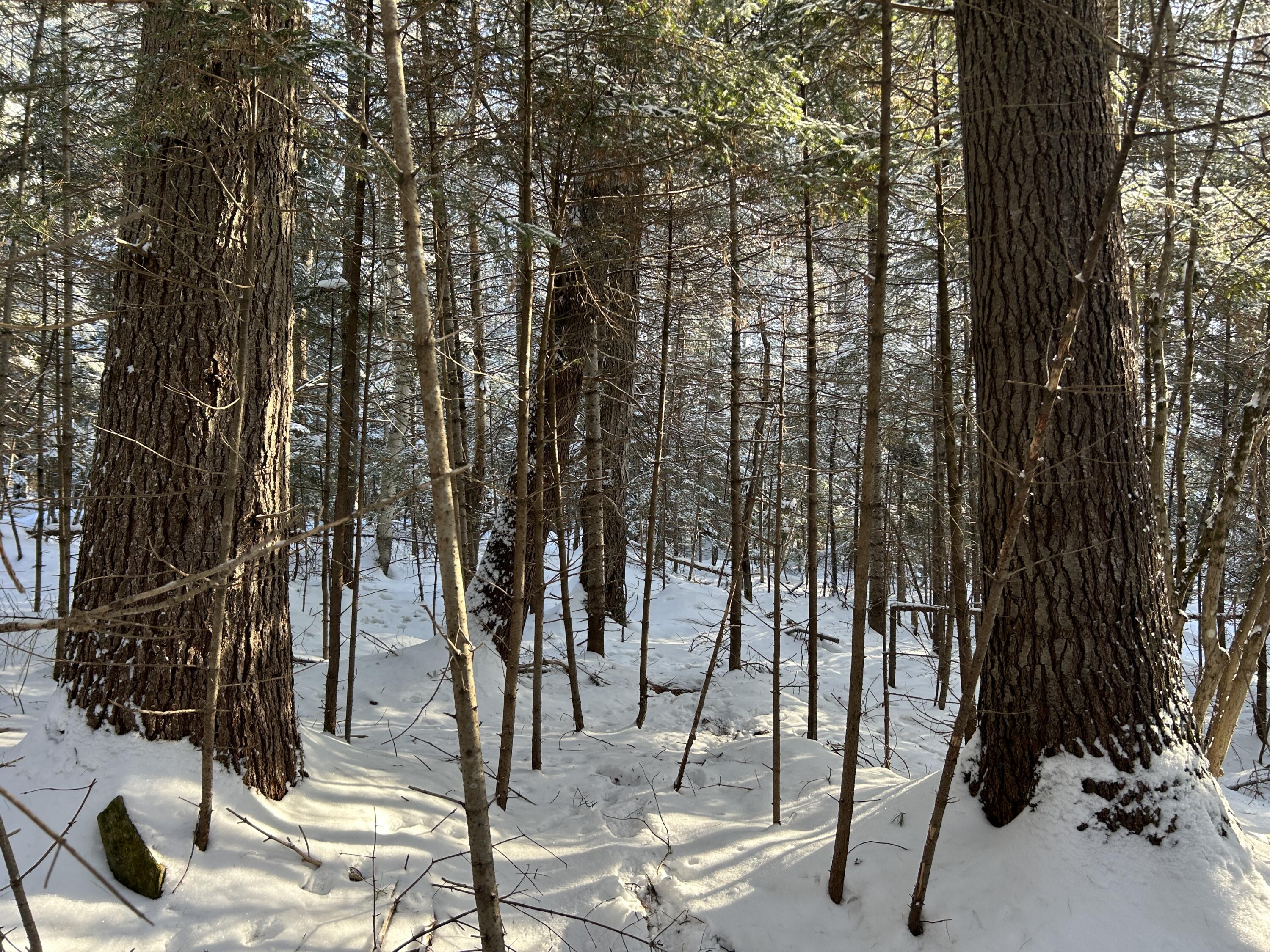 Lot A Holley Road Farmington, ME 04938 - Photo 10 of 28 IMG_6838