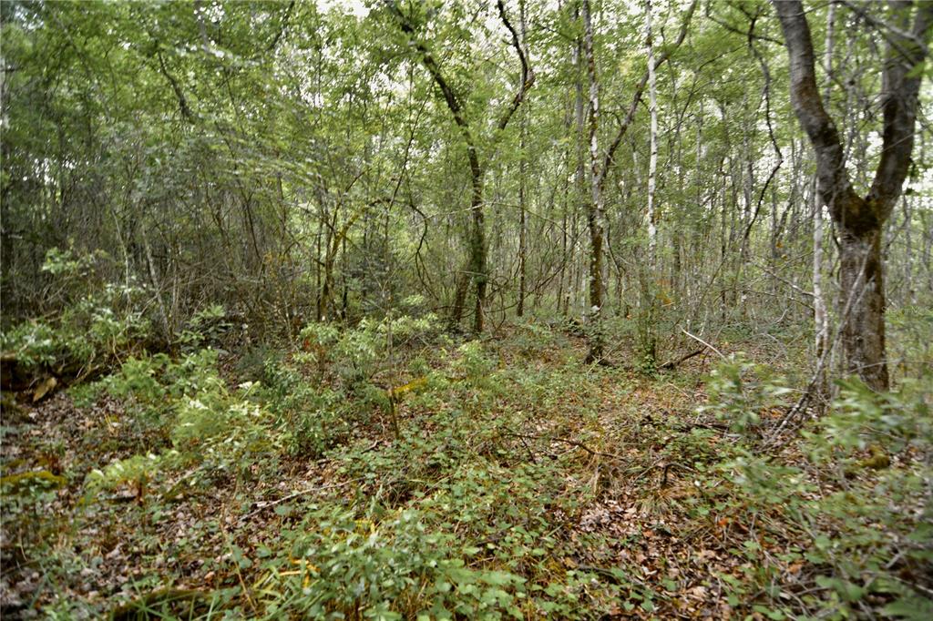 Sweet Gum Road Glen St. Mary, FL 32040 - Photo 28 of 44