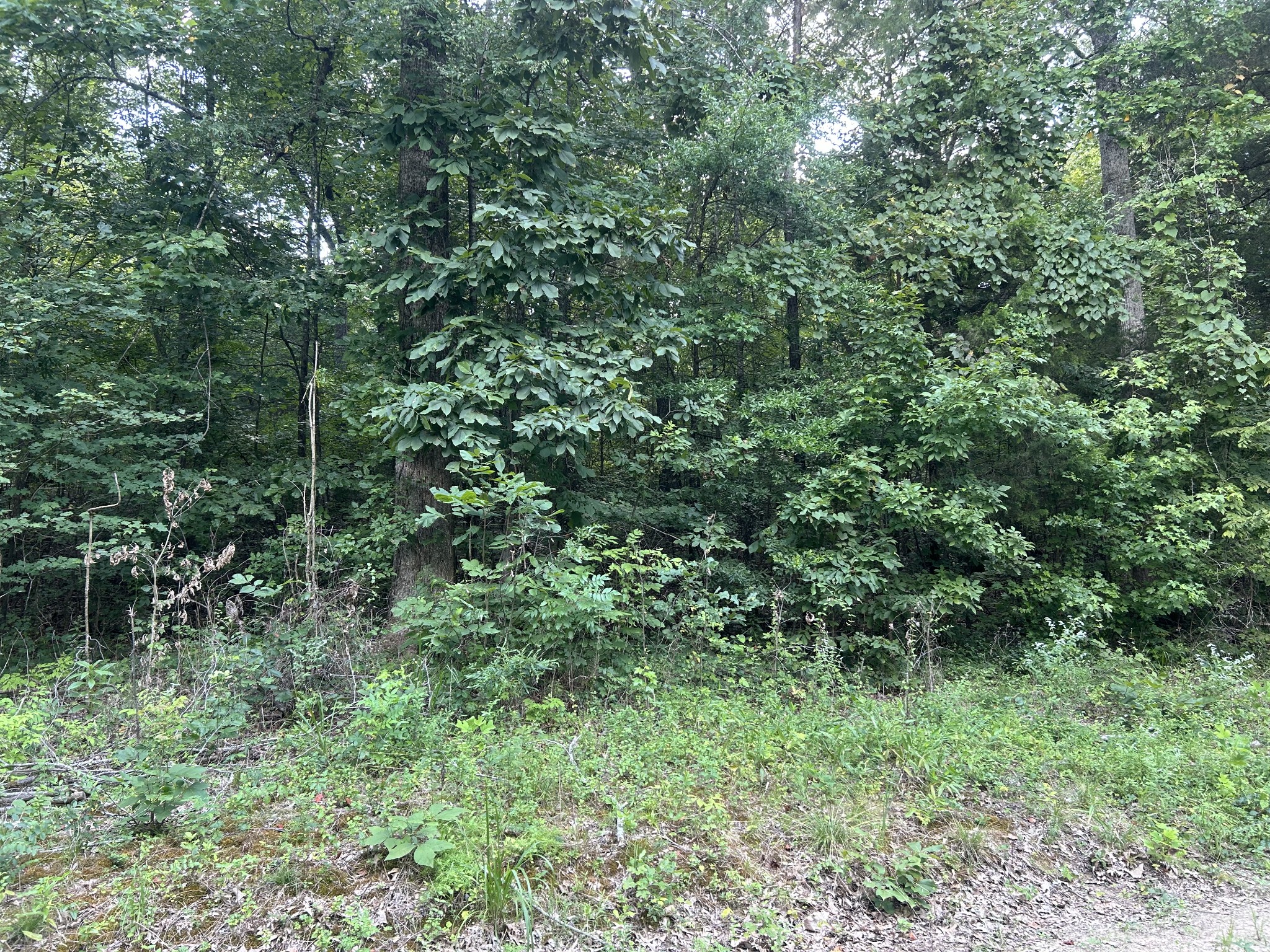 0 Fishermans Road Big Sandy, TN 38221 - Photo 4 of 4 Gallery Image 4