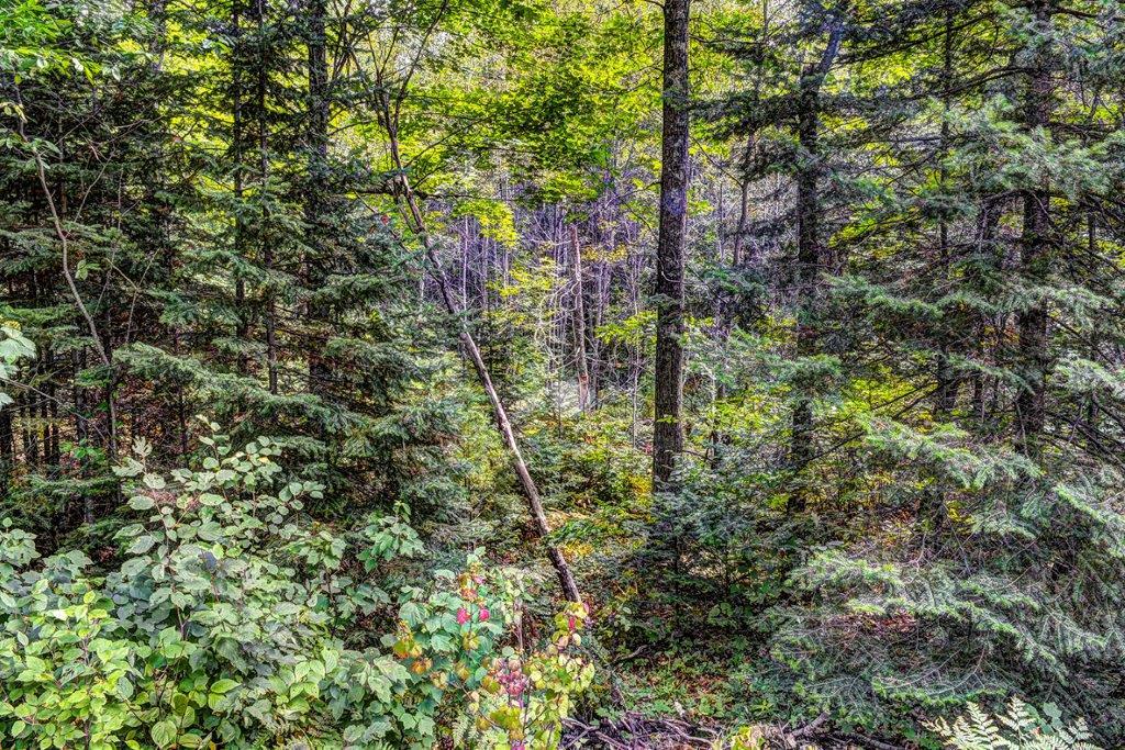 On Scotchman Lake Road, Unit PARCEL 4 Minocqua, WI 54548 - Photo 10 of 15 Gallery Image 10