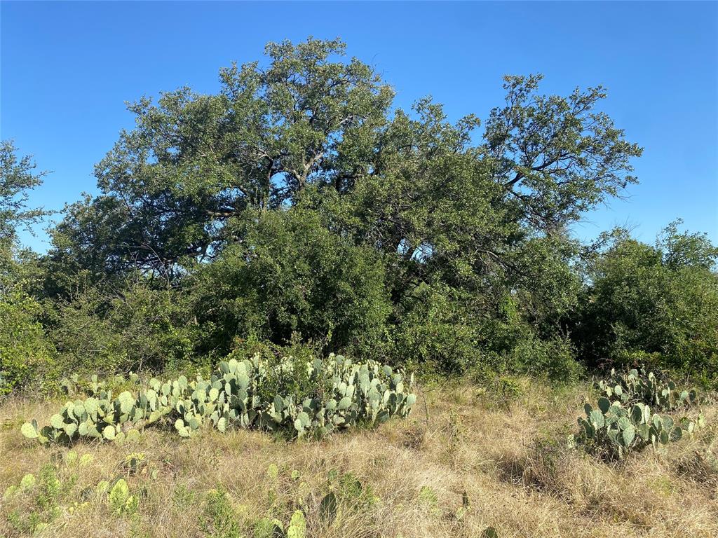 107 County Road 107 Cisco, TX 76437 - Photo 27 of 40 a view of a yard with plants and a tree