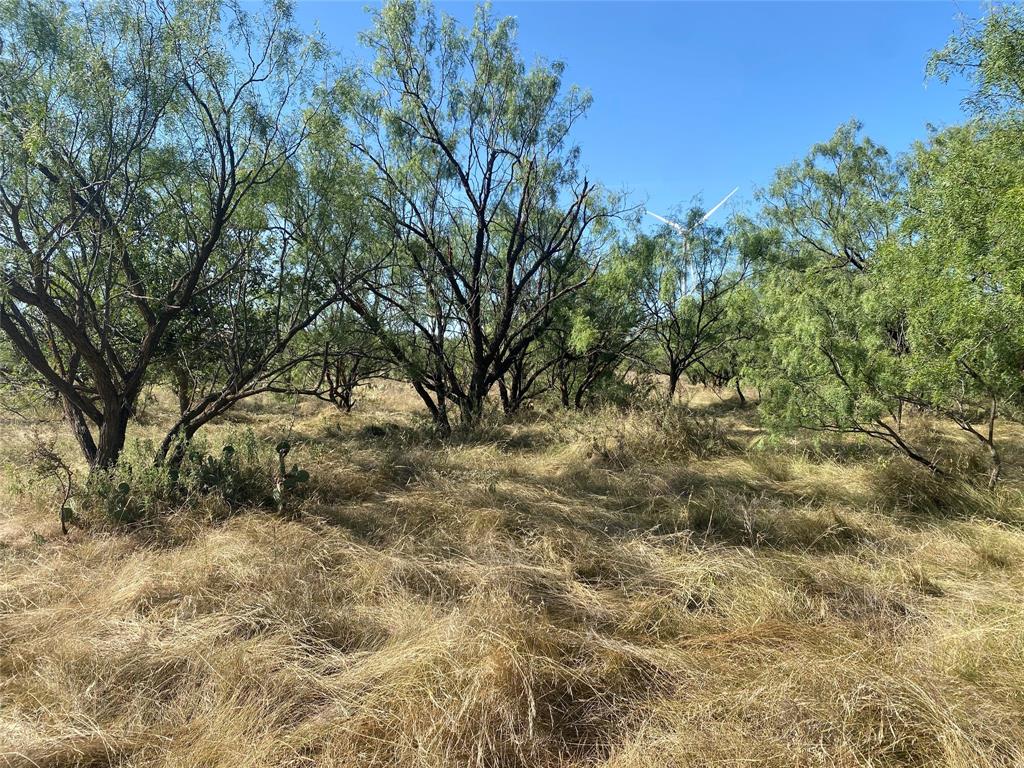 107 County Road 107 Cisco, TX 76437 - Photo 28 of 40 a view of a yard with plants and trees