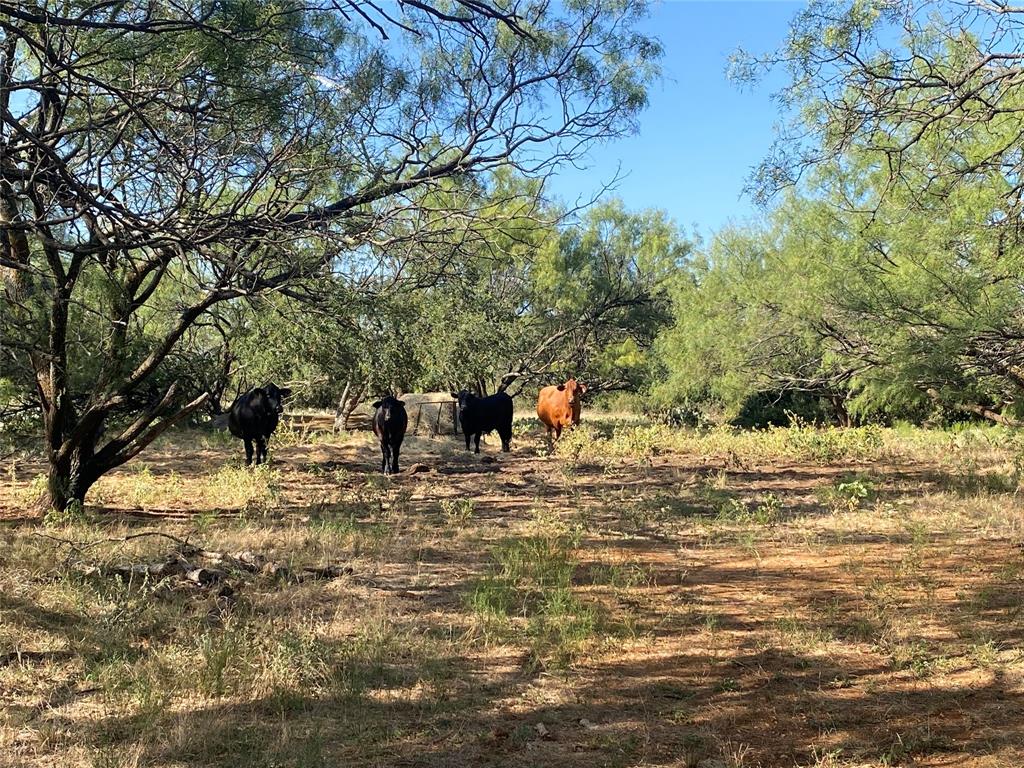 107 County Road 107 Cisco, TX 76437 - Photo 9 of 40 a view of a yard with a tree