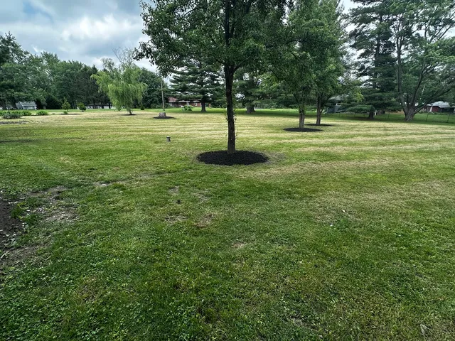 a view of a park with a tree