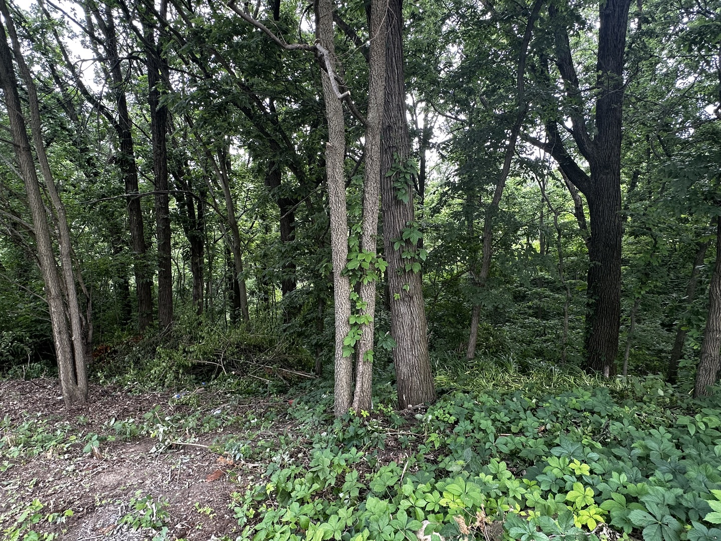 2212 North 2829th Road Marseilles, IL 61341 - Photo 41 of 44 a view of forest