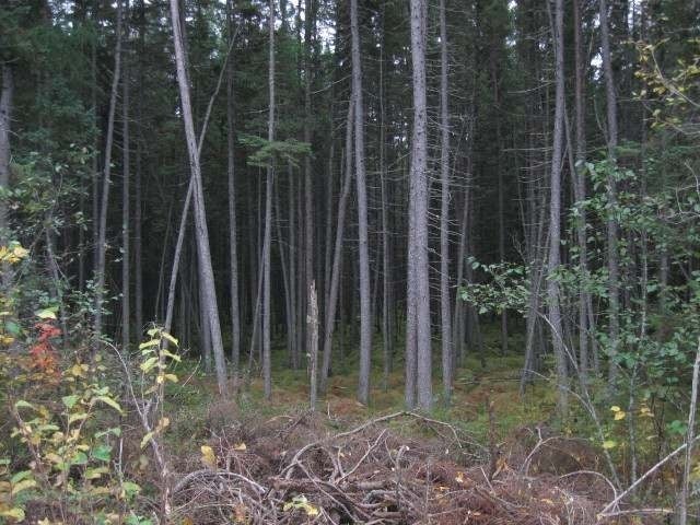 On Spring Drive Rhinelander, WI 54501 - Photo 16 of 20 Gallery Image 16