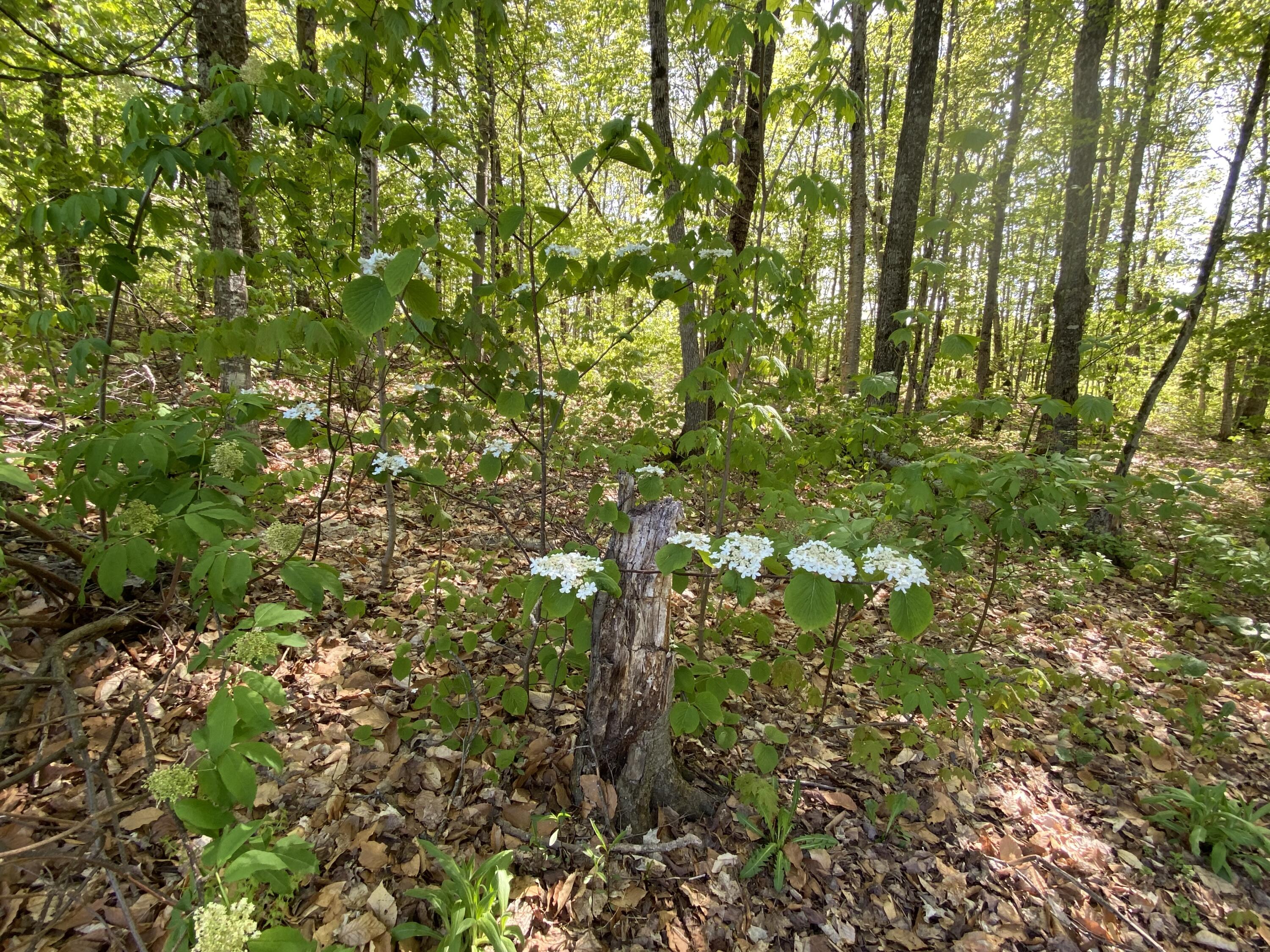 153 Conant Road Fort Fairfield, ME 04742 - Photo 47 of 48 153 Conant Rd Ft Fairfield 5-22-2023 (36