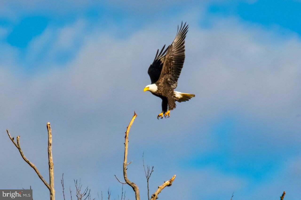 73 Indian Point Road Stafford, VA 22554 - Photo 31 of 34 Watch the Eagles fly!