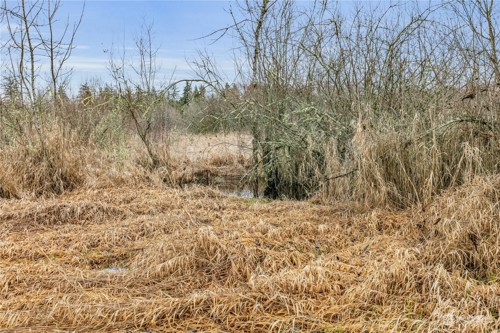 25115 72nd Avenue East Graham, WA 98338 - Photo 22 of 24 a view of a yard