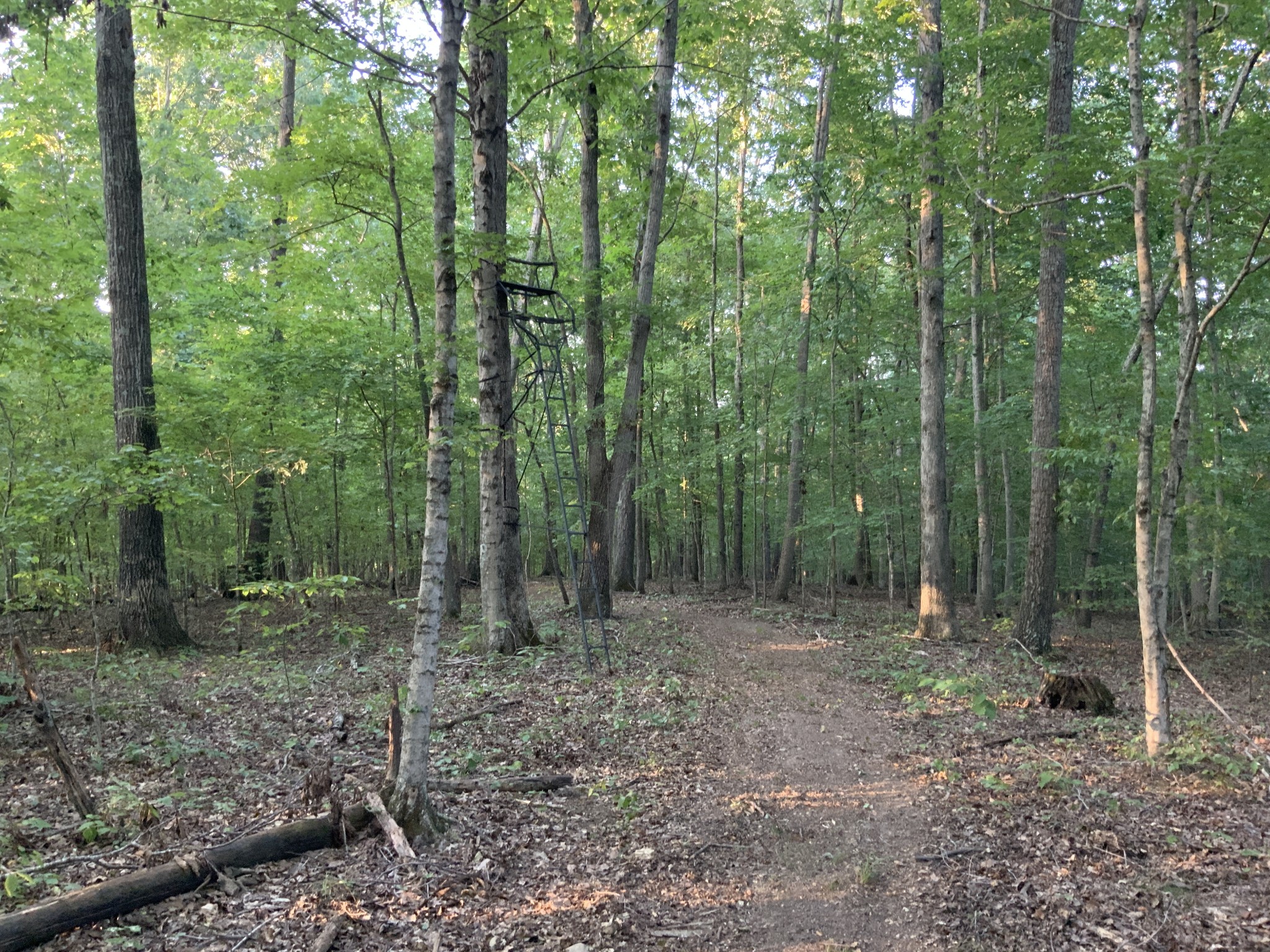 330 Durwachter Road Dover, TN 37058 - Photo 16 of 86 a view of a forest that has large trees