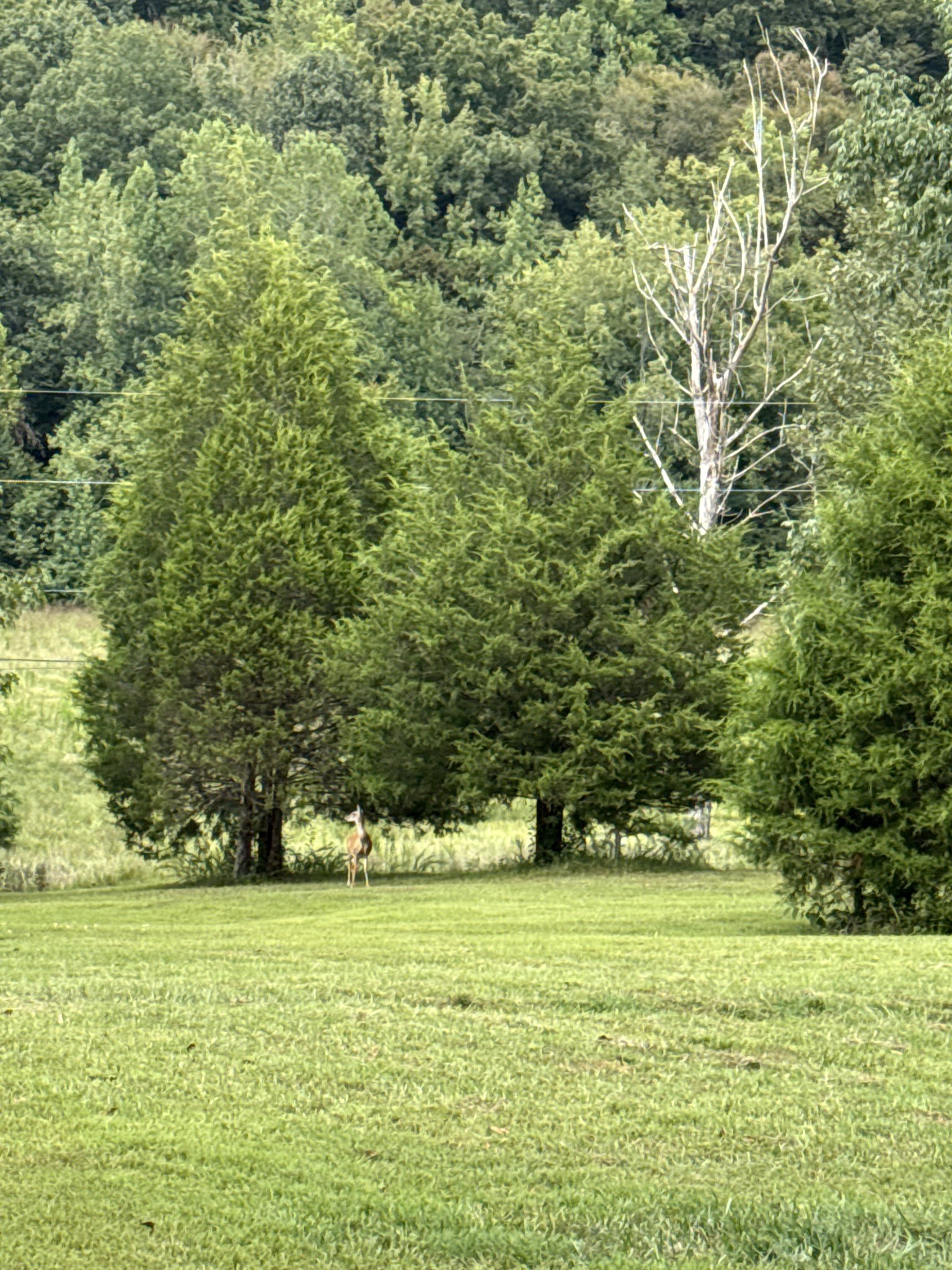 330 Durwachter Road Dover, TN 37058 - Photo 69 of 86