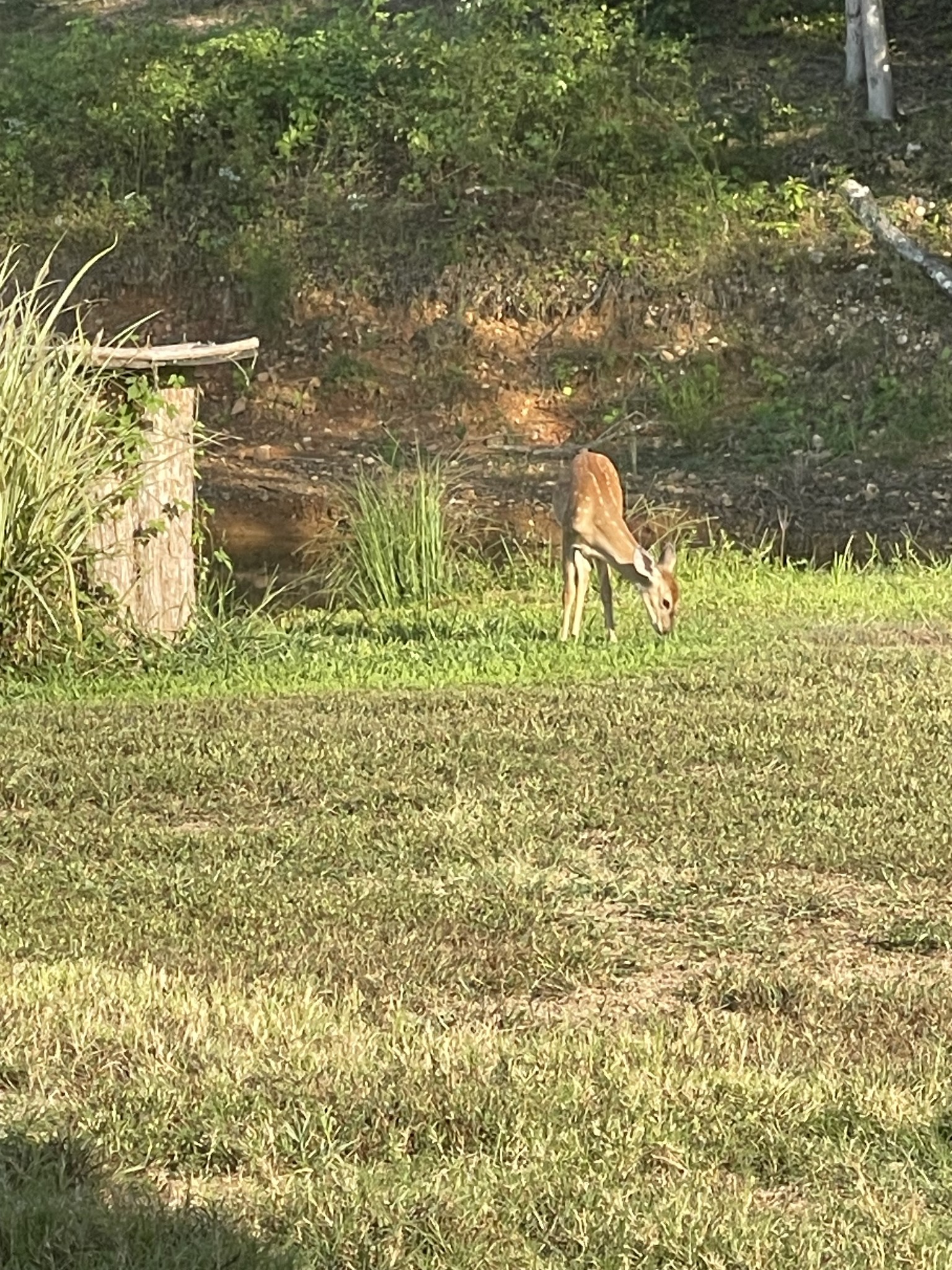 330 Durwachter Road Dover, TN 37058 - Photo 70 of 86