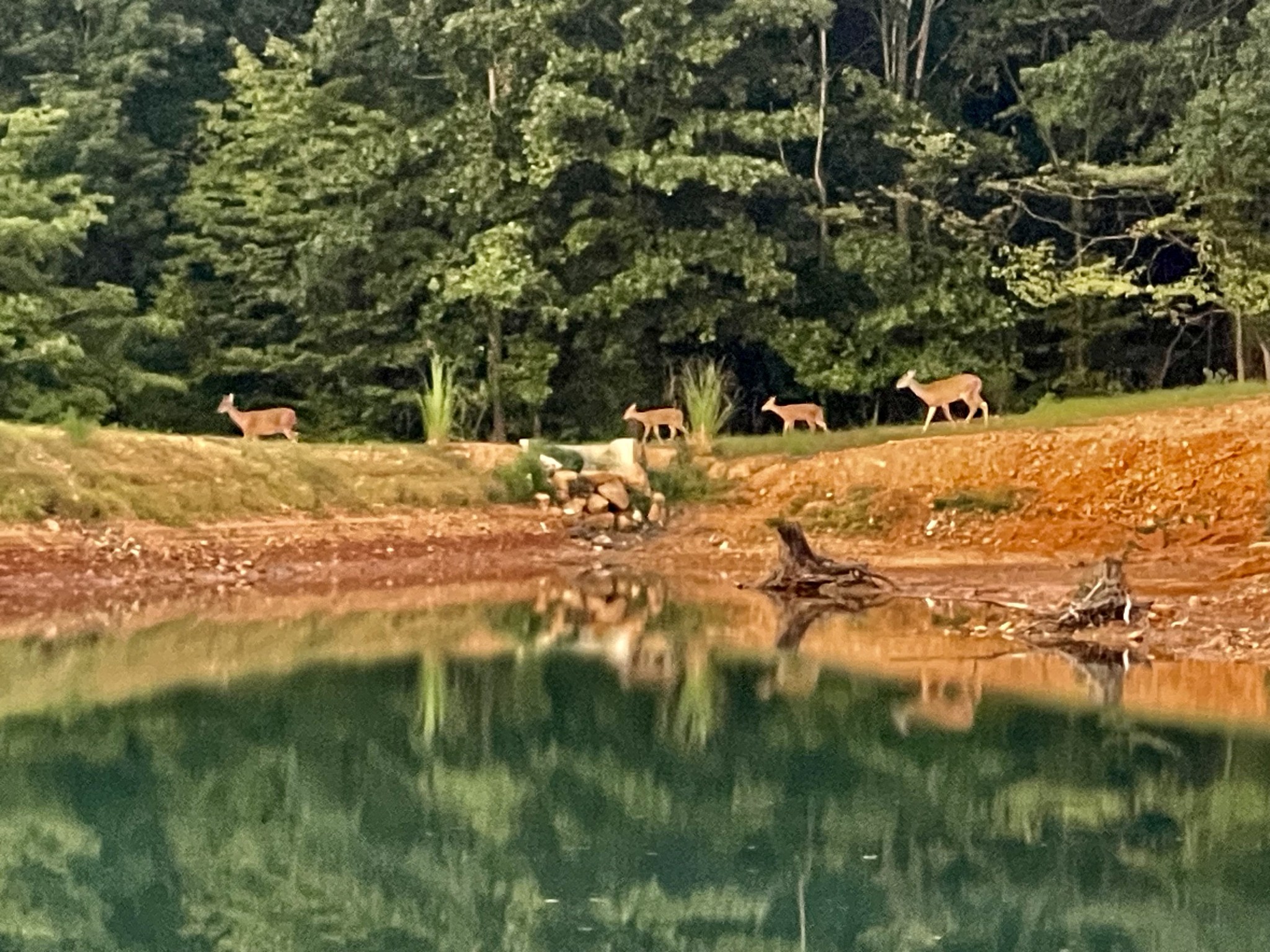 330 Durwachter Road Dover, TN 37058 - Photo 71 of 86