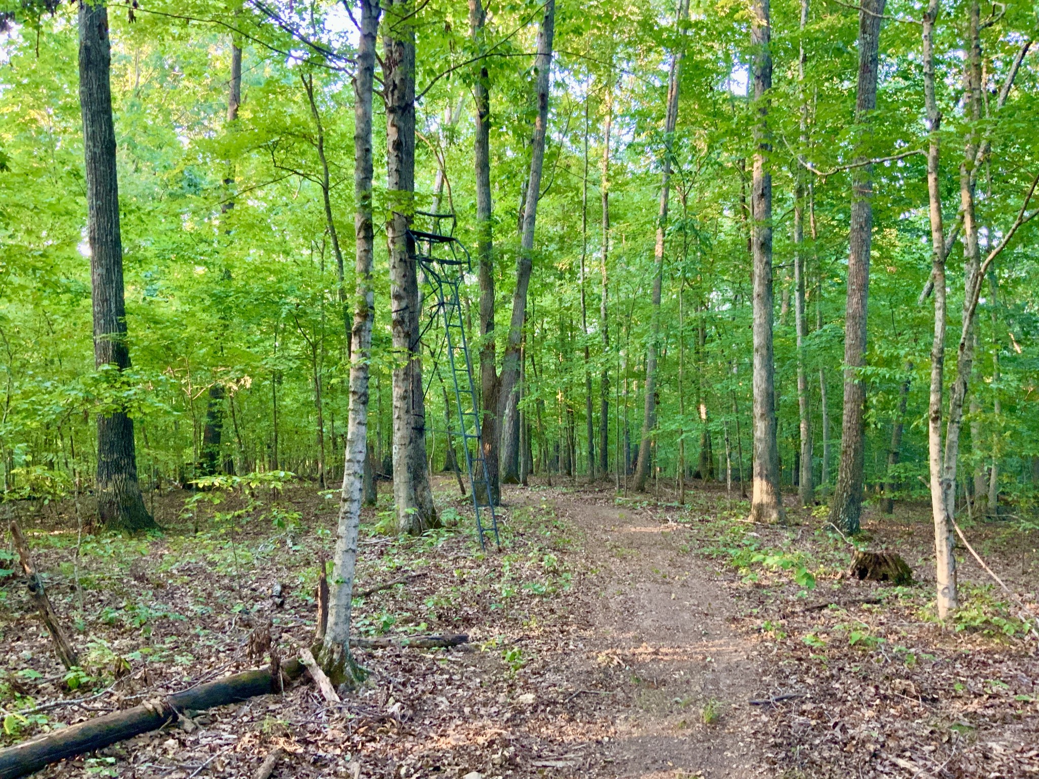 330 Durwachter Road Dover, TN 37058 - Photo 76 of 86 a view of outdoor space and green space