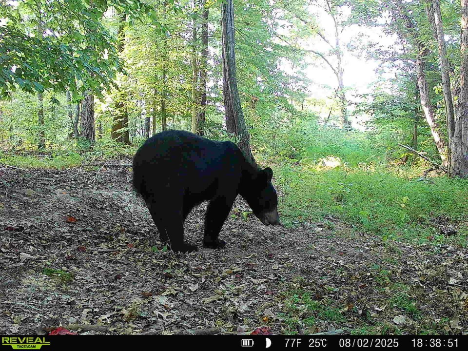 330 Durwachter Road Dover, TN 37058 - Photo 77 of 86 a view of a yard in a forest