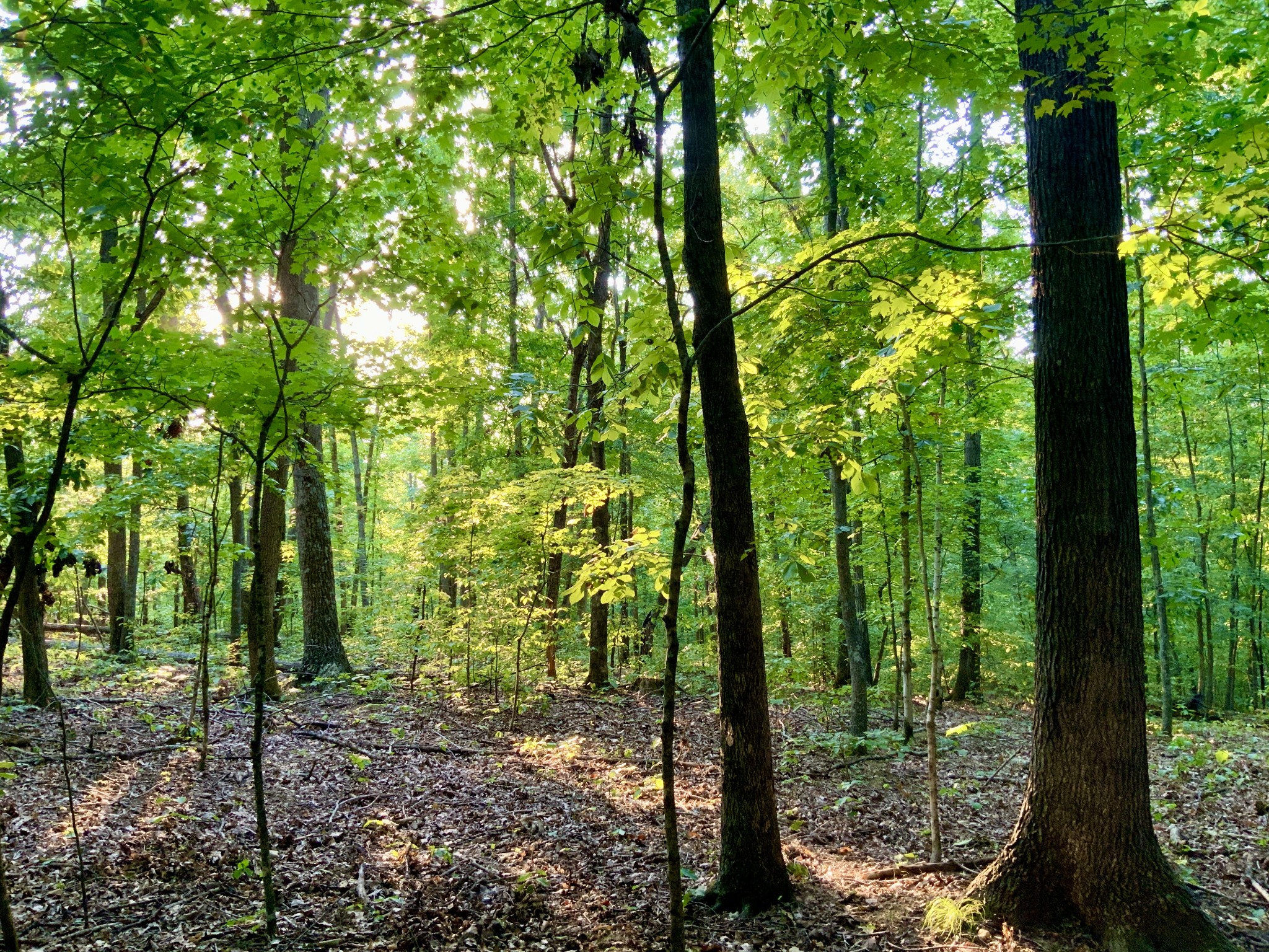 330 Durwachter Road Dover, TN 37058 - Photo 79 of 86 a view of a forest that has large trees