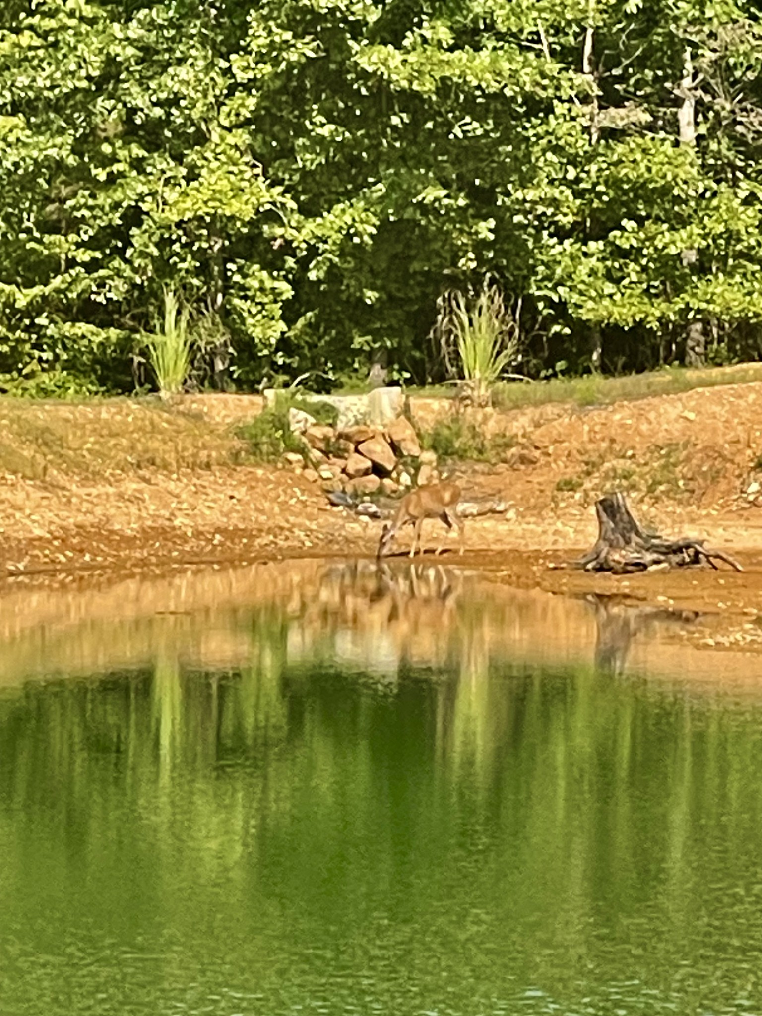 330 Durwachter Road Dover, TN 37058 - Photo 10 of 86 a view of lake view