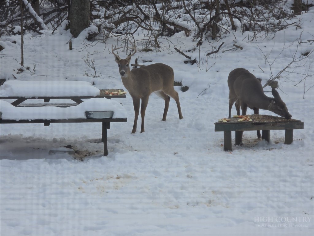 869 Little Elk Road Elk Park, NC 28622 - Photo 39 of 46 Gallery Image 39