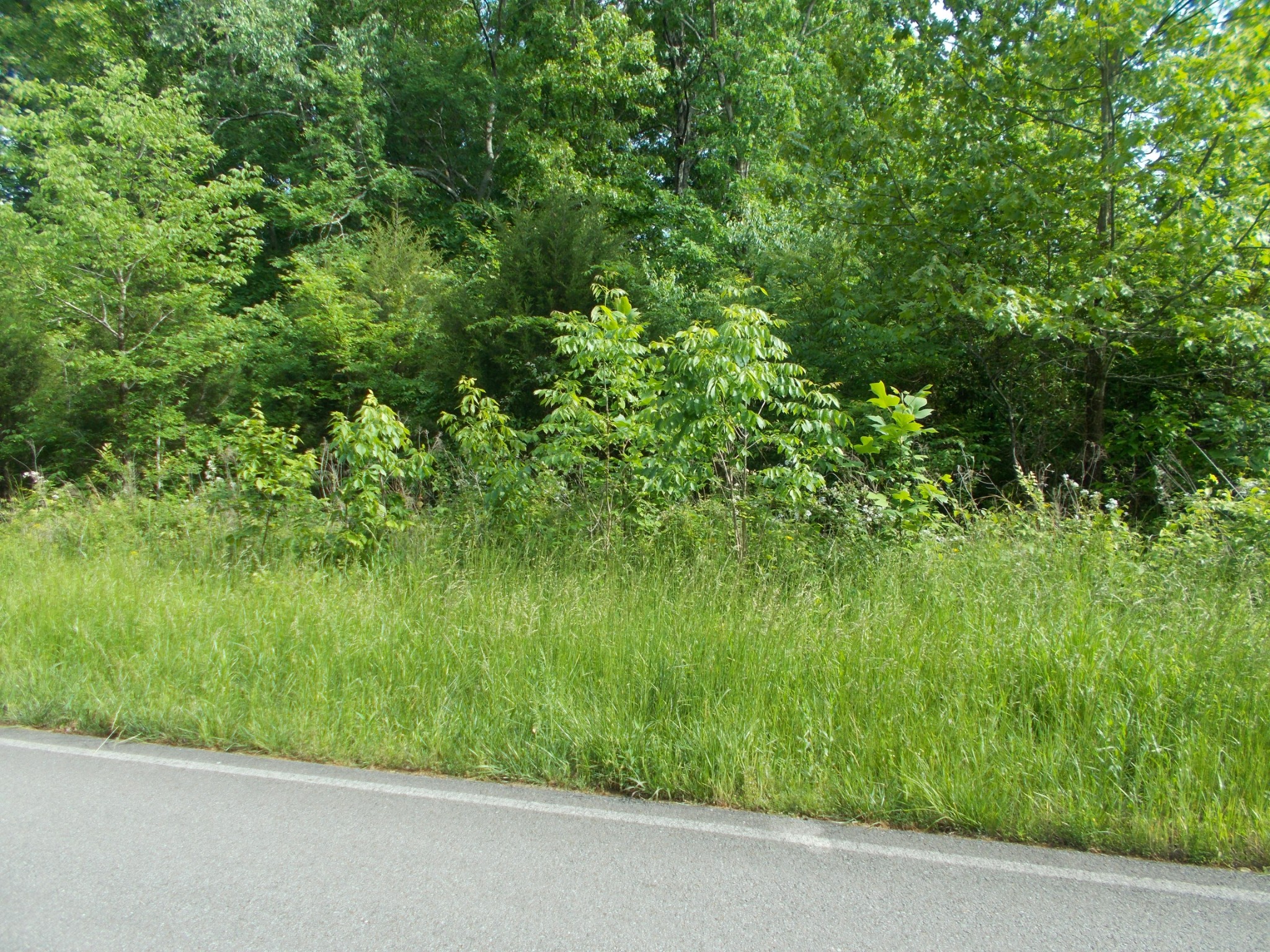 3 Butcher Ridge Road Cumberland Furnace, TN 37051 - Photo 4 of 4 Gallery Image 4