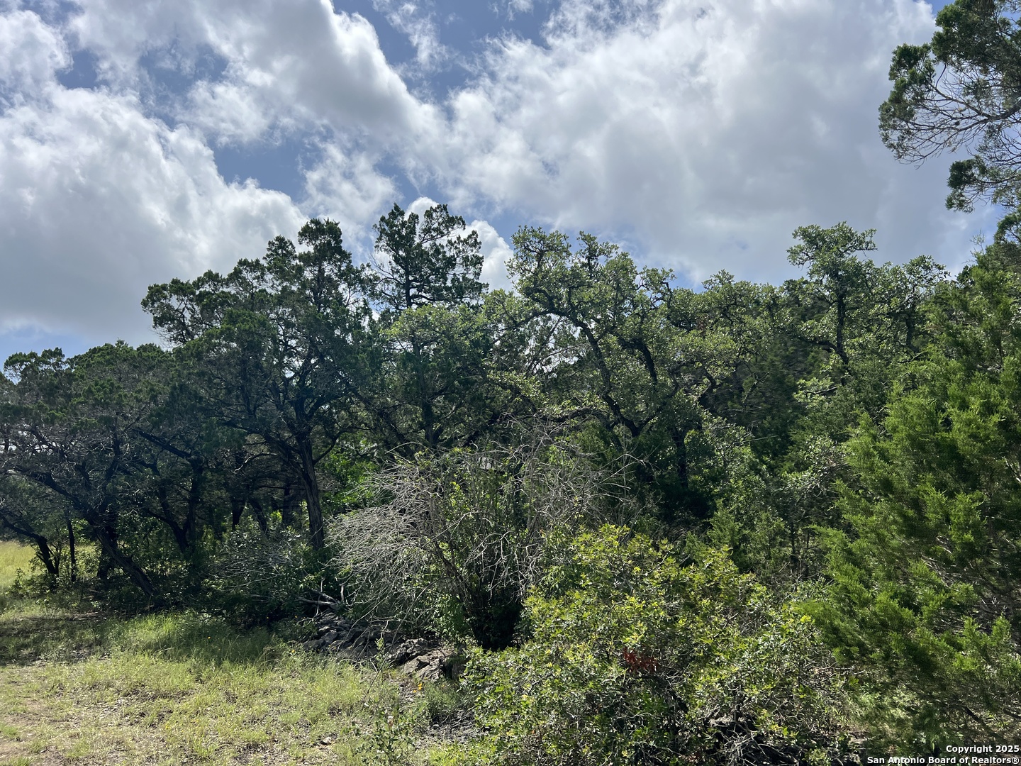 19031 Bandera Road Helotes, TX 78023 - Photo 33 of 37 a close up of a plant in a garden