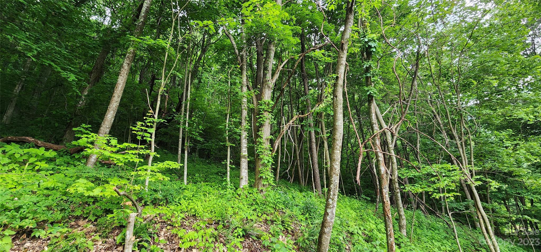 0 Poplar Cove Road Clyde, NC 28721 - Photo 11 of 17 a view of a garden