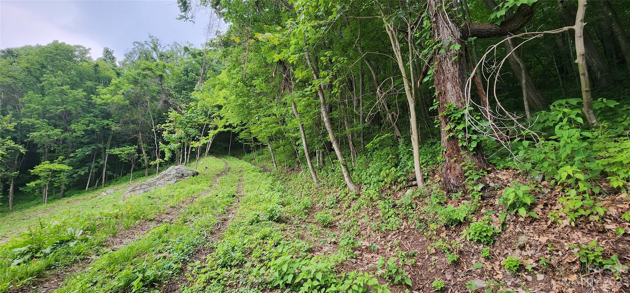 0 Poplar Cove Road Clyde, NC 28721 - Photo 12 of 17 a view of a garden