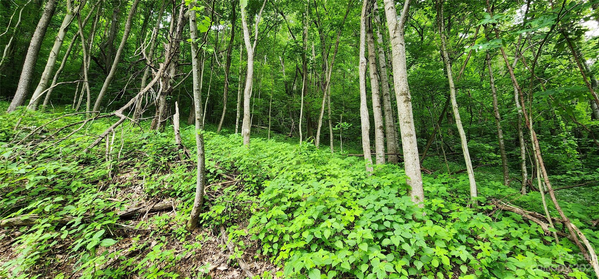 0 Poplar Cove Road Clyde, NC 28721 - Photo 13 of 17 a view of yard with green space