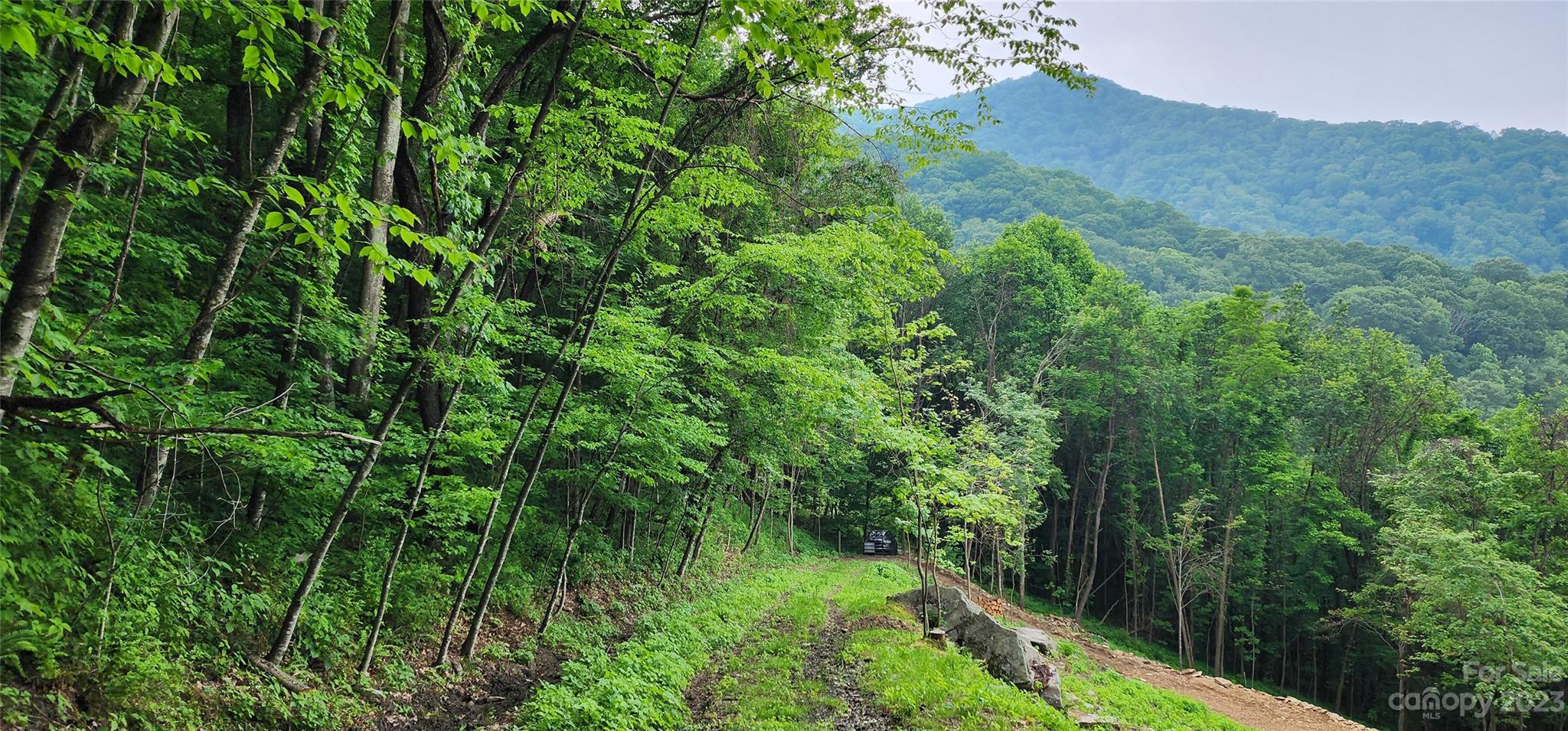 0 Poplar Cove Road Clyde, NC 28721 - Photo 2 of 17 a view of a lush green forest with lots of trees