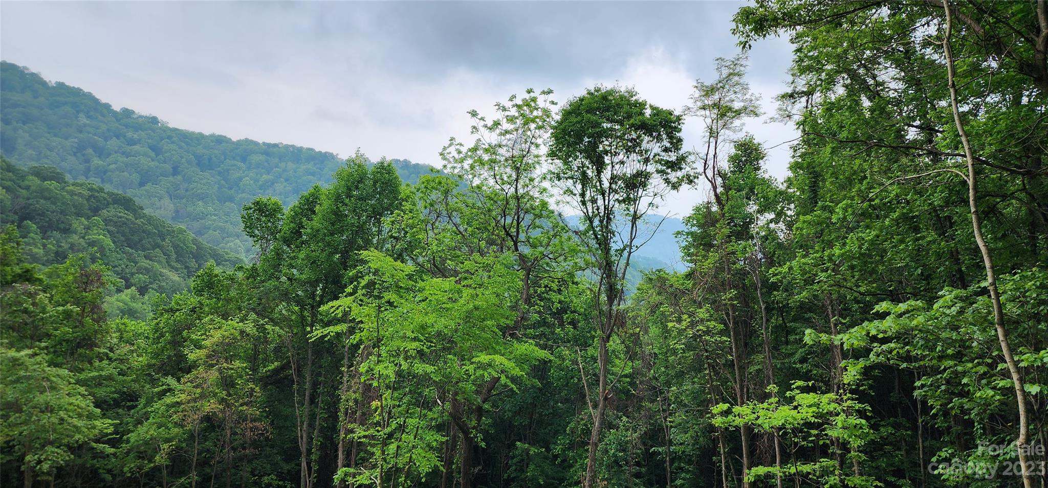 0 Poplar Cove Road Clyde, NC 28721 - Photo 4 of 17 a view of a lush green forest with lots of trees