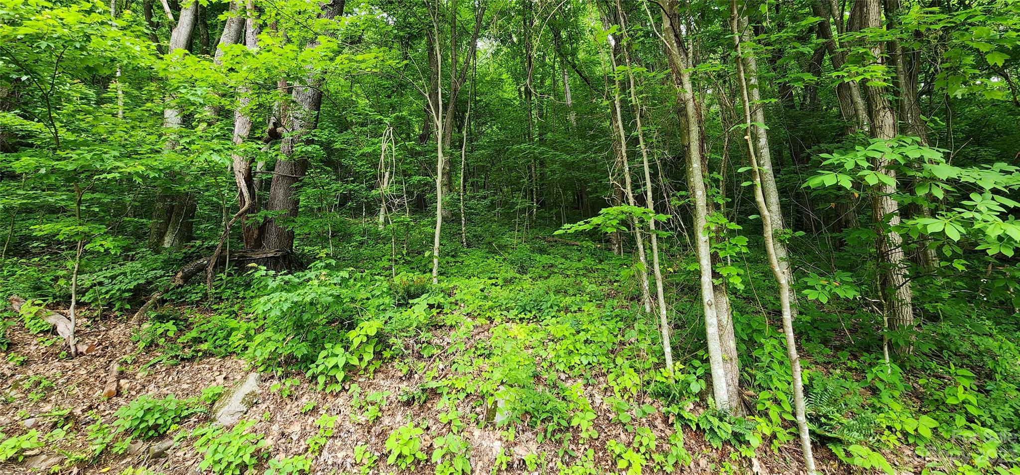0 Poplar Cove Road Clyde, NC 28721 - Photo 5 of 17 a view of a garden