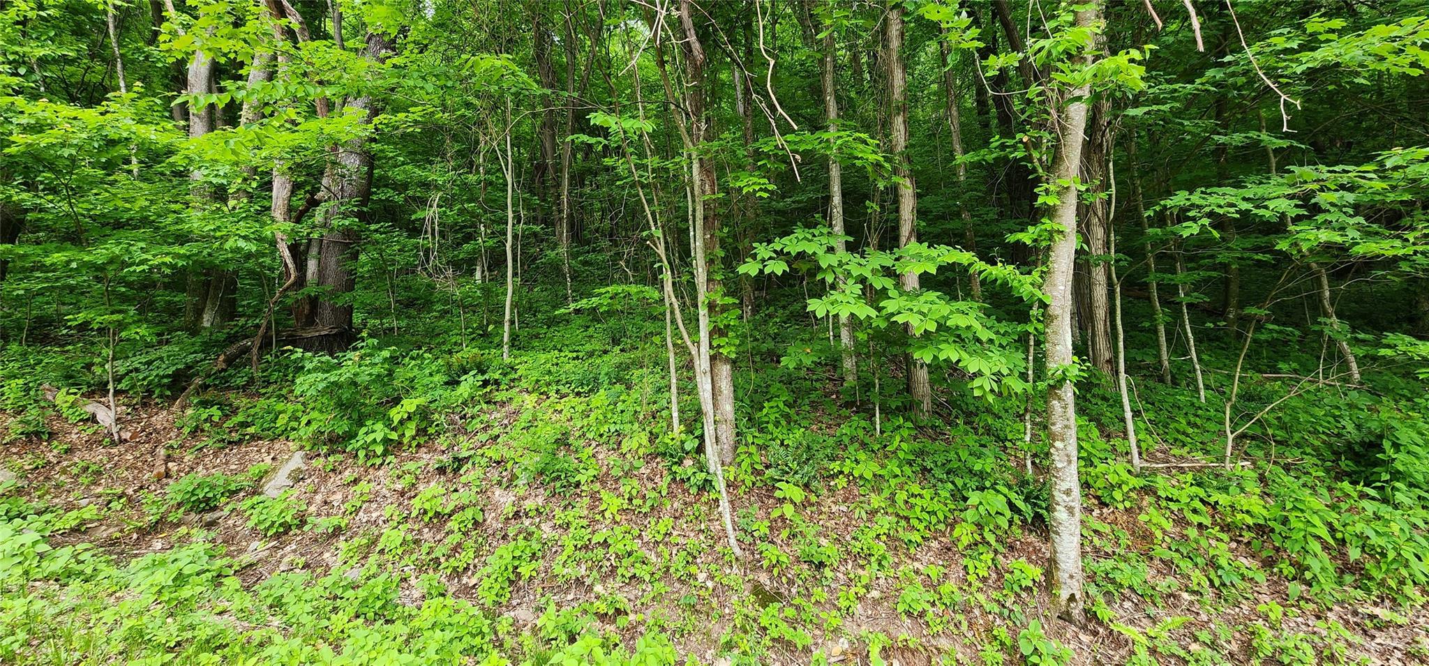 0 Poplar Cove Road Clyde, NC 28721 - Photo 6 of 17 a view of a garden