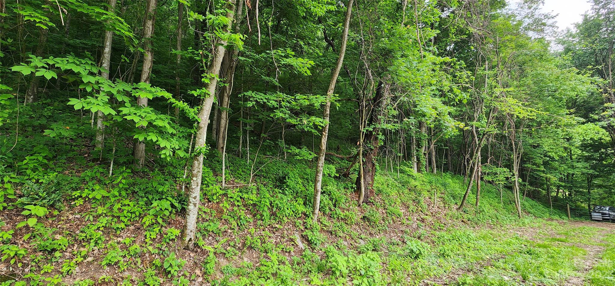 0 Poplar Cove Road Clyde, NC 28721 - Photo 7 of 17 a view of a lush green forest