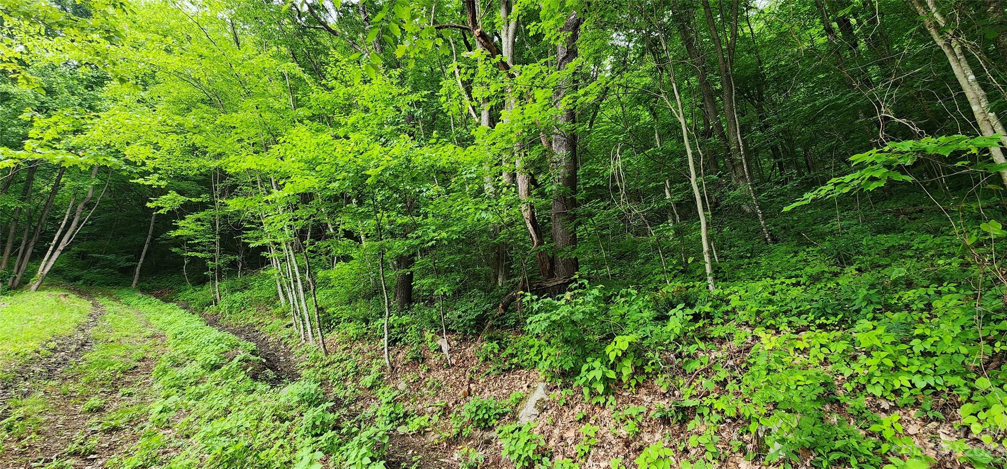 0 Poplar Cove Road Clyde, NC 28721 - Photo 8 of 17 a view of a garden