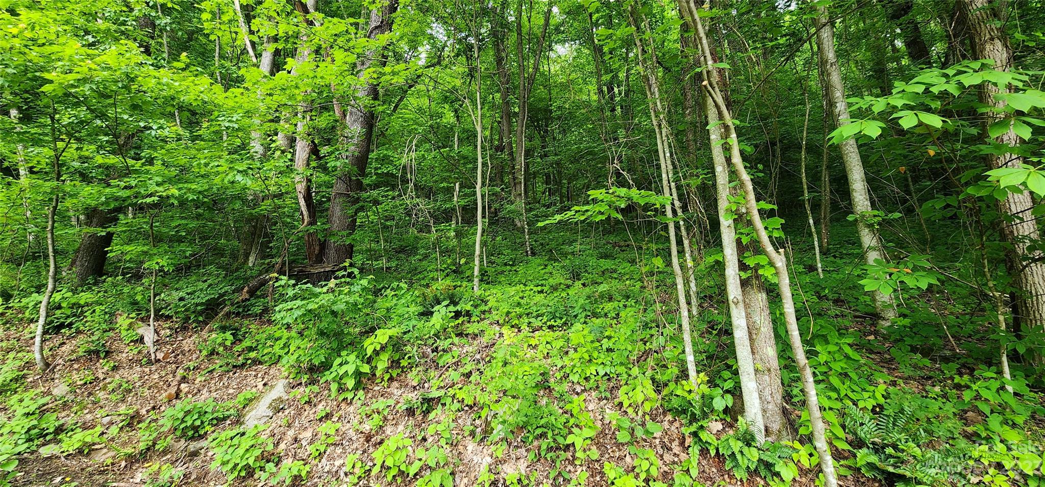 0 Poplar Cove Road Clyde, NC 28721 - Photo 9 of 17