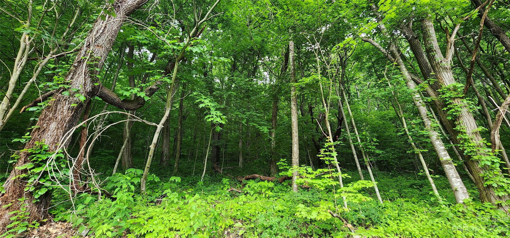 0 Poplar Cove Road Clyde, NC 28721 - Photo 10 of 17 a view of a backyard