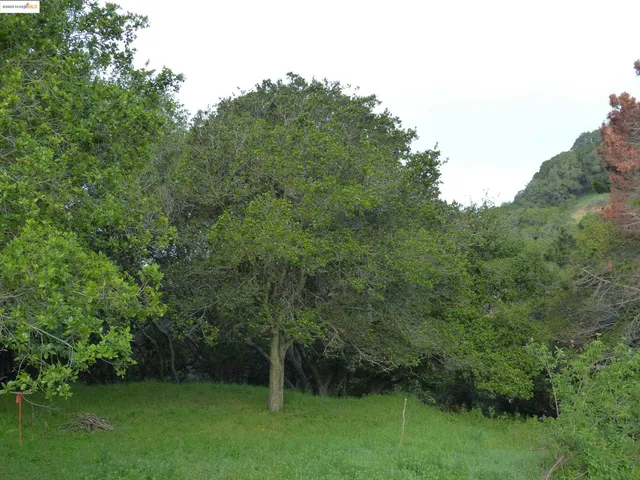 a view of a yard with a trees