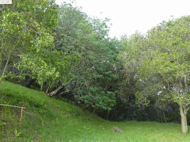 a view of a lush green forest