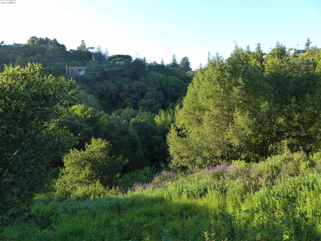 a view of a lush green forest with lots of trees