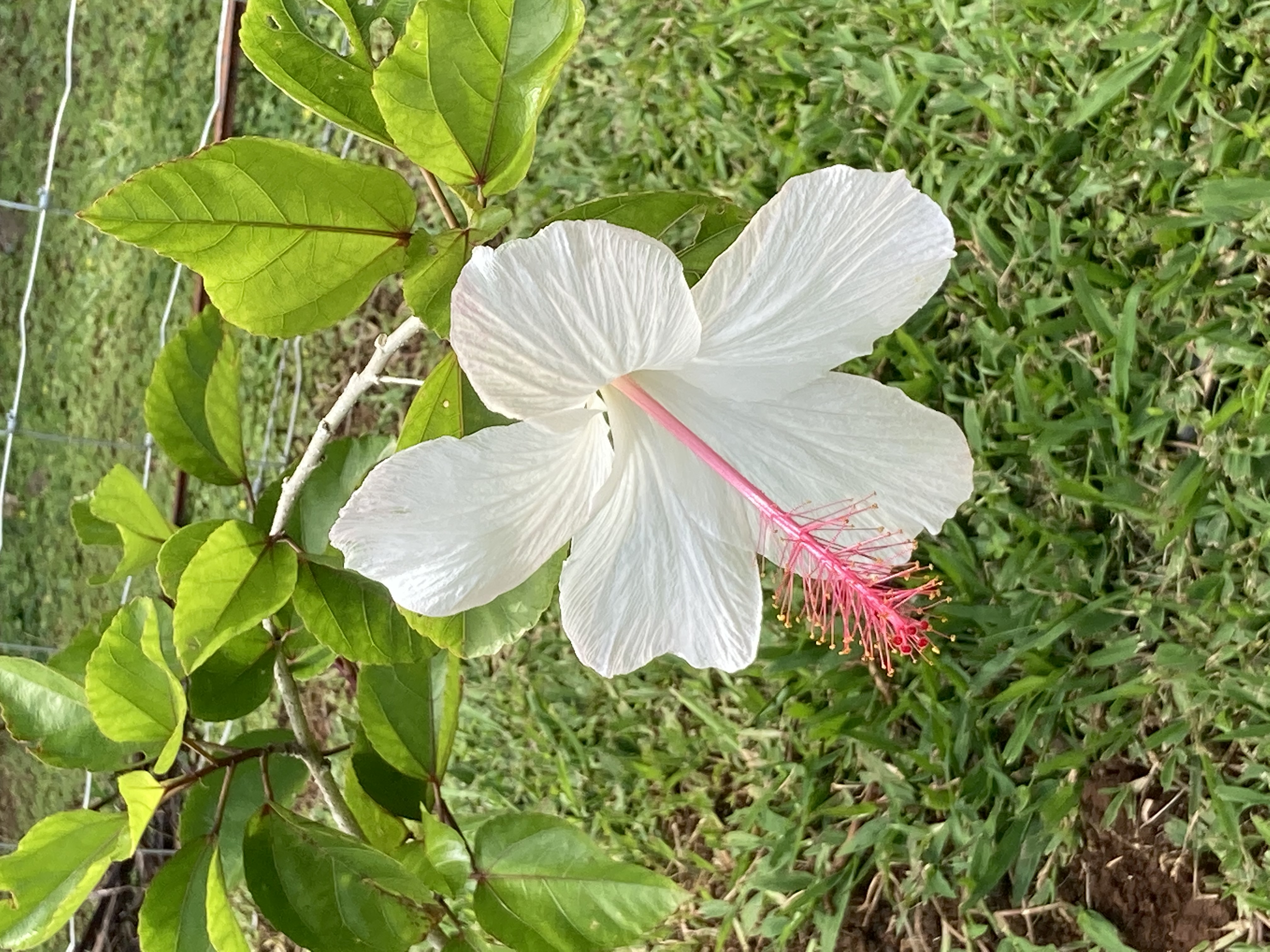 7761 Koolau Road, Unit 2 Kilauea, HI 96754 - Photo 29 of 30